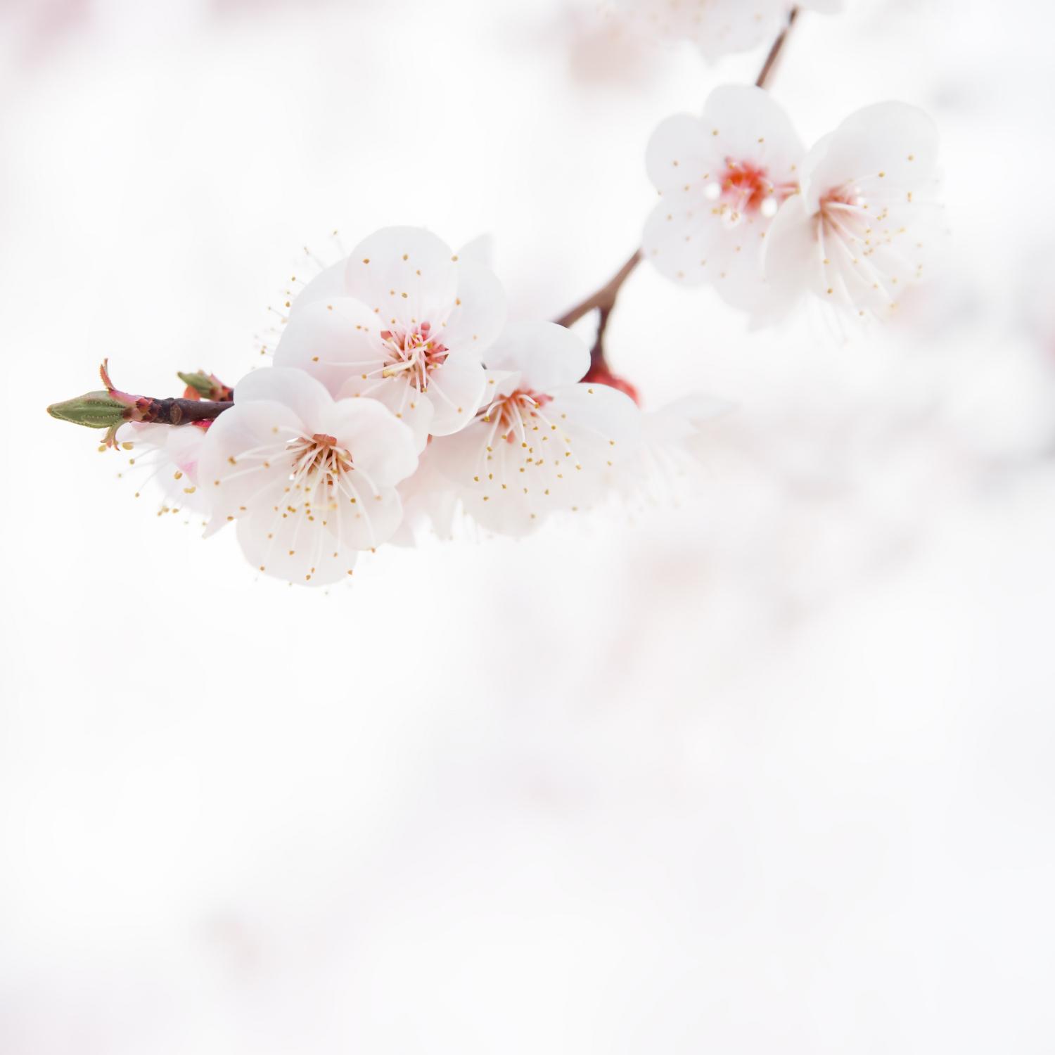 Première photo du slider pour la page verger d'une branche de poirier en fleur sur fond blanc